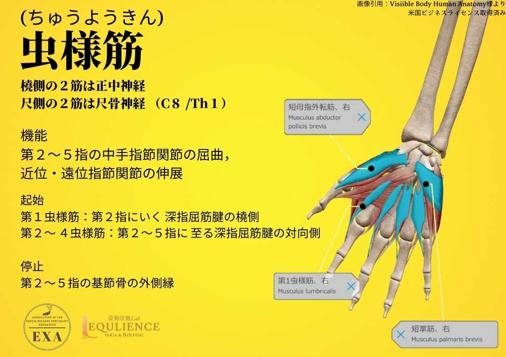 日本IASTM協会-筋膜リリースの為の機能解剖学-虫様筋