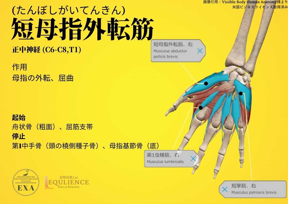 日本IASTM協会-筋膜リリースの為の機能解剖学-短母指外転筋