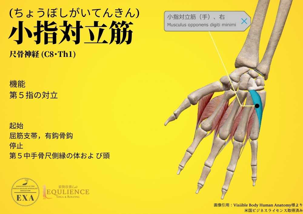 日本IASTM協会-筋膜リリースの為の機能解剖学-小指指対立筋