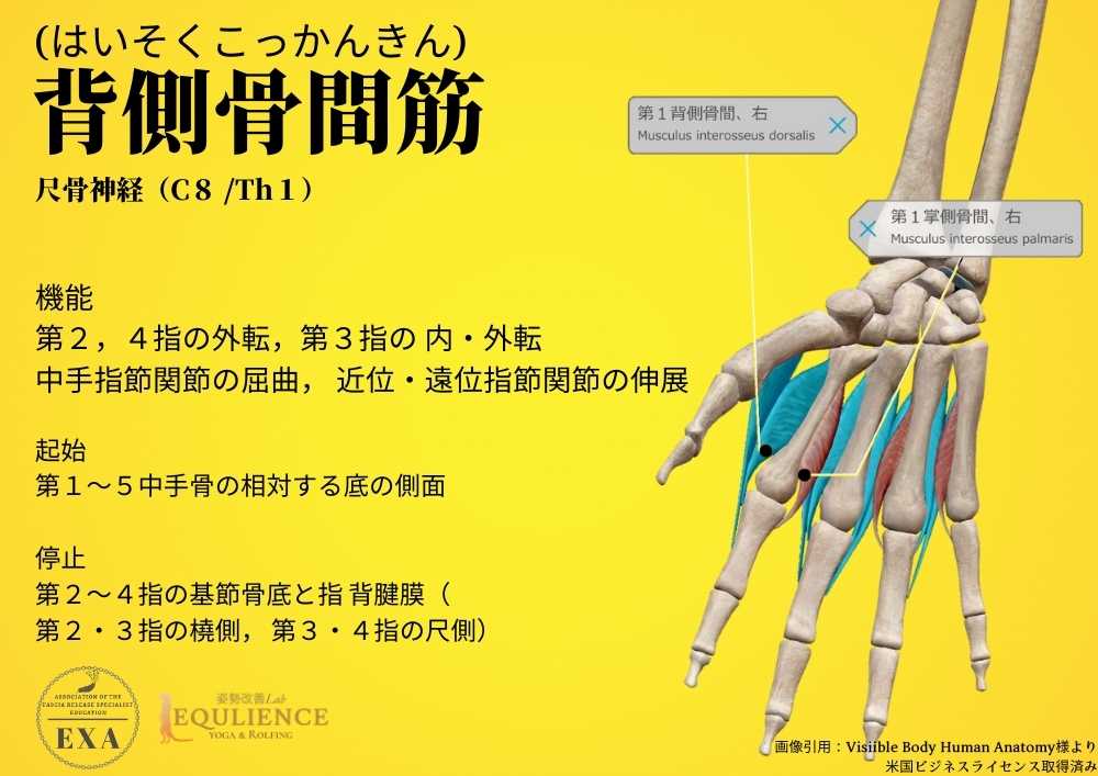 日本IASTM協会-筋膜リリースの為の機能解剖学-掌側骨間筋