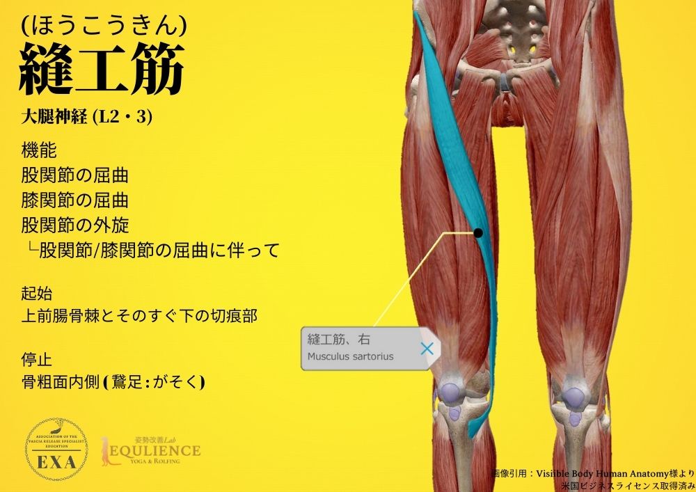 日本IASTM協会-筋膜リリースの為の機能解剖学-縫工筋