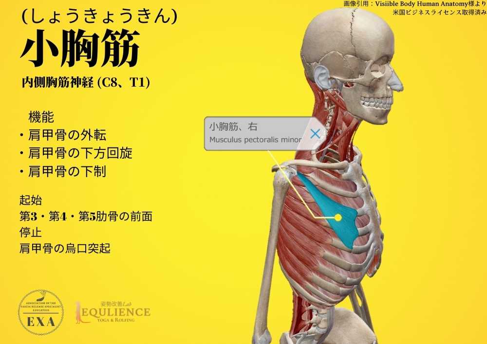 日本IASTM協会-筋膜リリースの為の機能解剖学-小胸筋