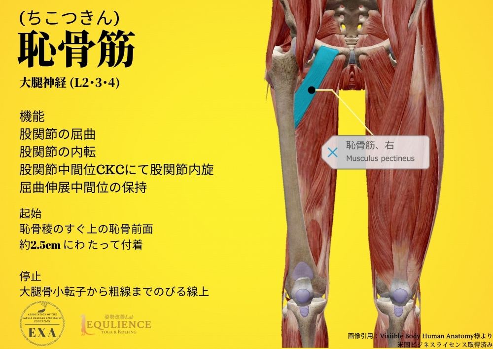 日本IASTM協会-筋膜リリースの為の機能解剖学-恥骨筋