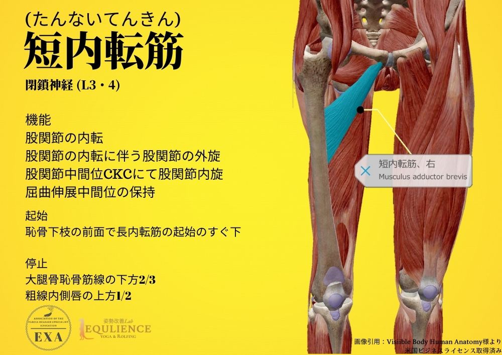 日本IASTM協会-筋膜リリースの為の機能解剖学-短内転筋