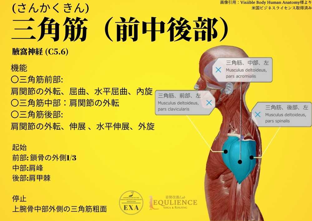 日本IASTM協会-筋膜リリースの為の機能解剖学-三角筋