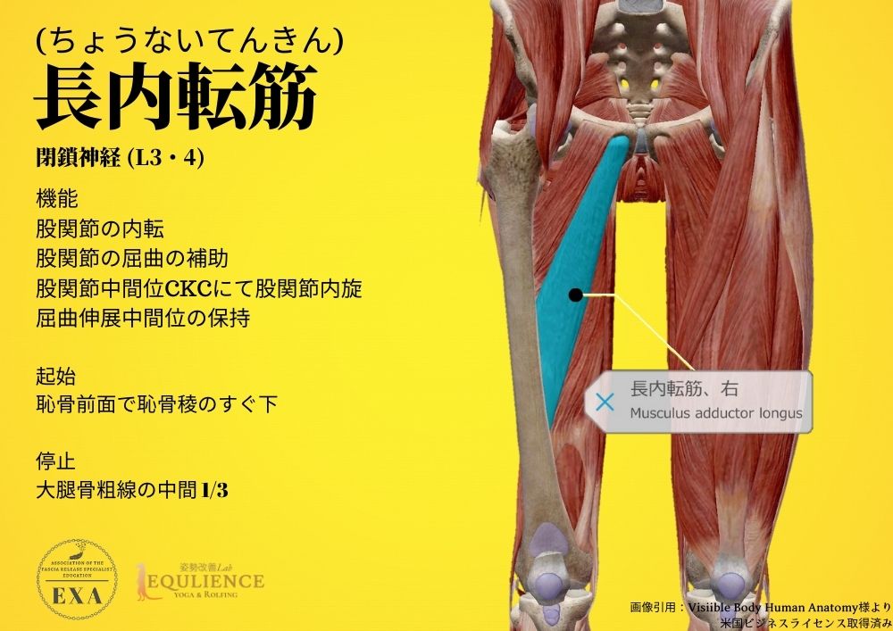 日本IASTM協会-筋膜リリースの為の機能解剖学-長内転筋