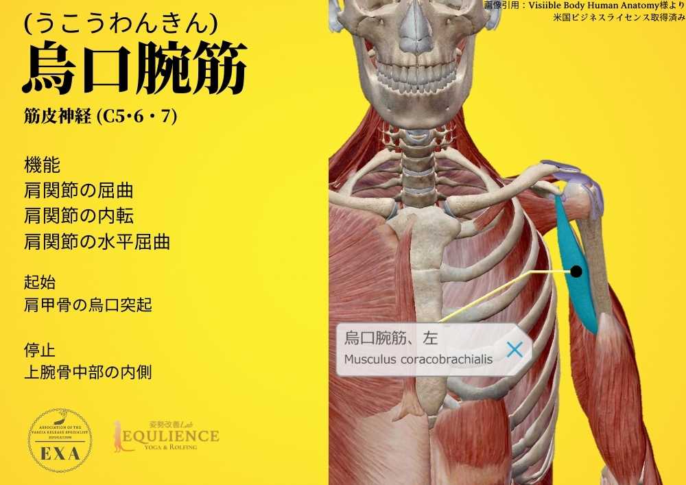 日本IASTM協会-筋膜リリースの為の機能解剖学-烏口腕筋