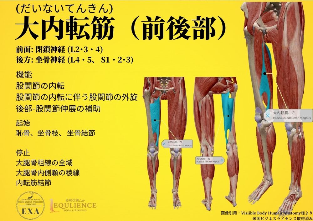 日本IASTM協会-筋膜リリースの為の機能解剖学-大内転筋