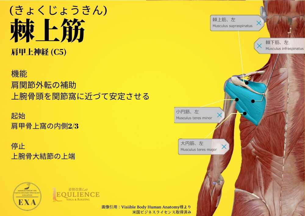日本IASTM協会-筋膜リリースの為の機能解剖学-上腕筋
