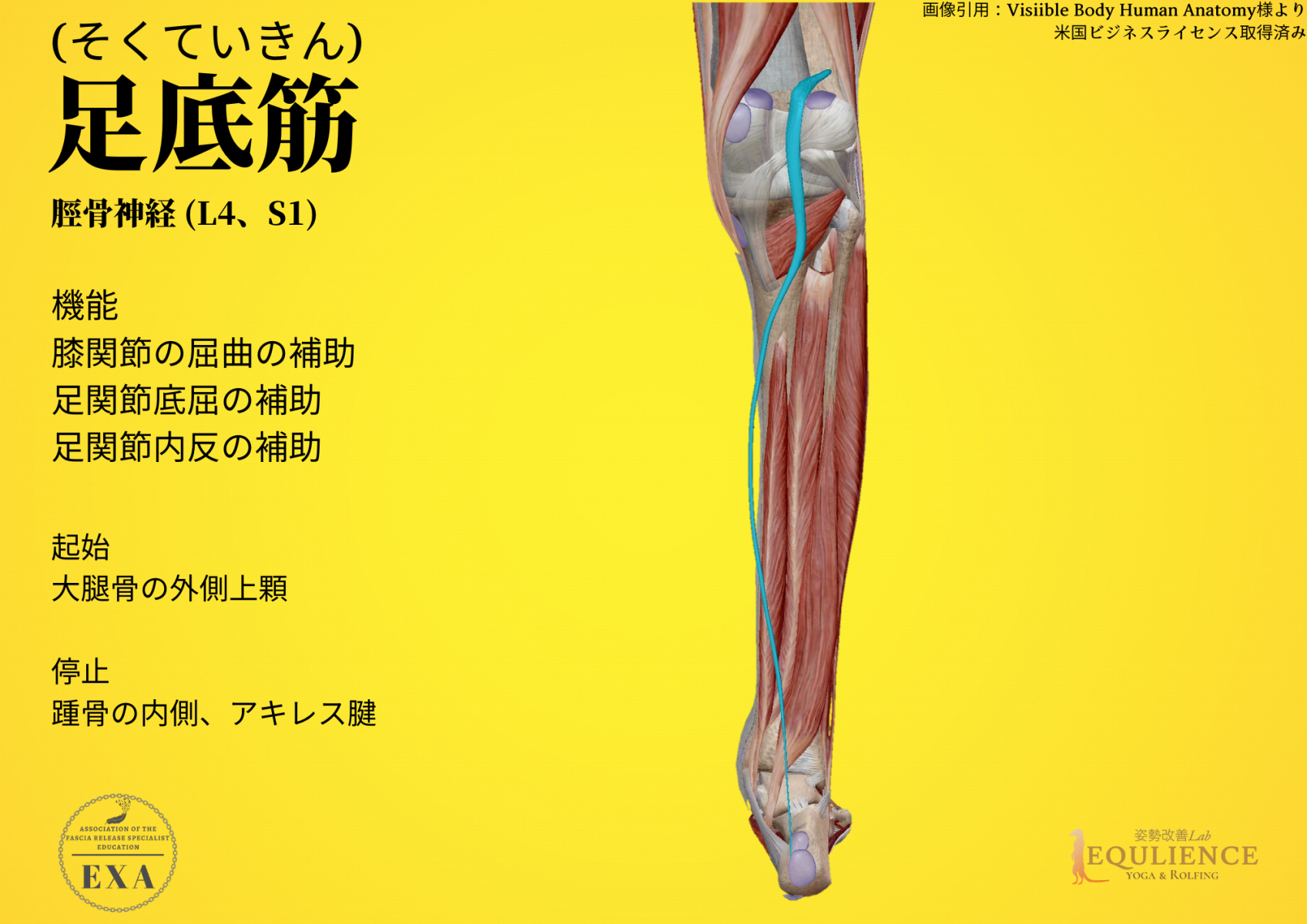 日本IASTM協会-筋膜リリースの為の機能解剖学足底筋